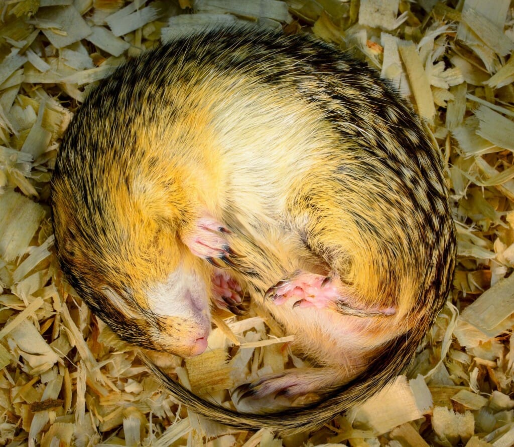 A ground squirrel curled up in a ball on a pile of mulch