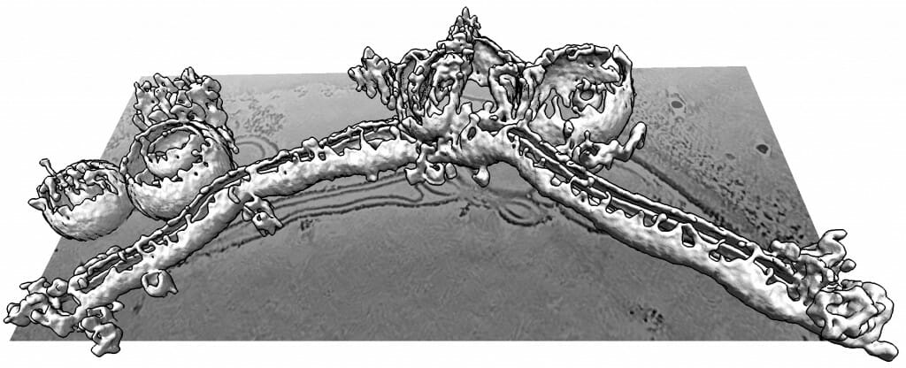 A tangle of cellular membranes