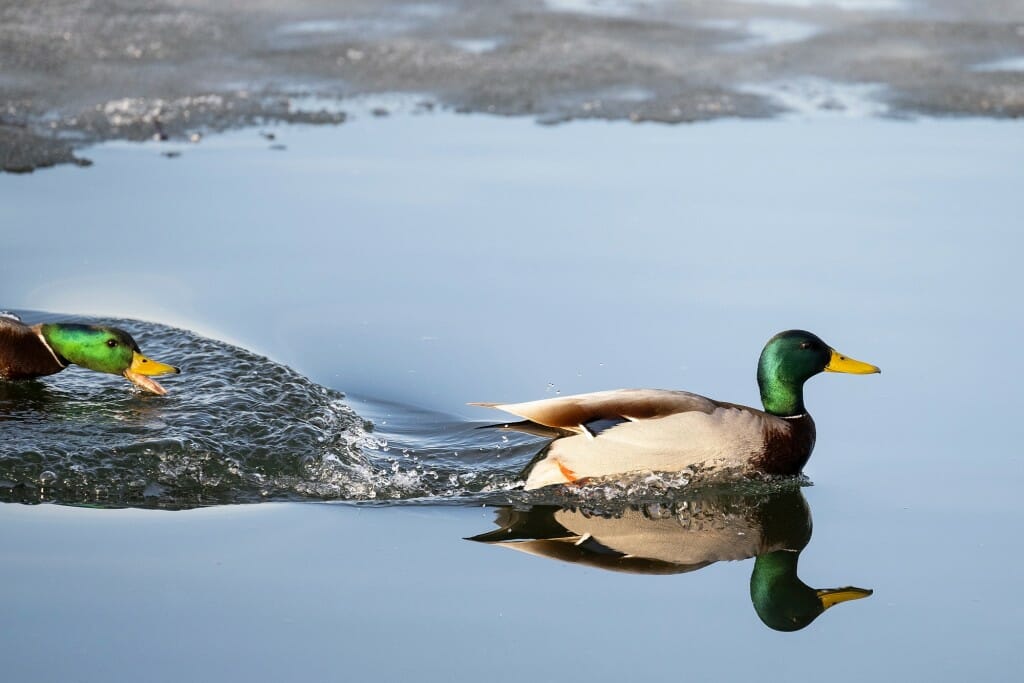 A territorial chase ensues between two breeding male mallards.