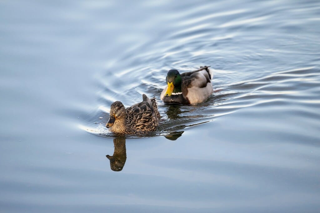 A female, left, and male mallard take a swim as Lake Mendota continues to thaw and patches of open water form near the shore.