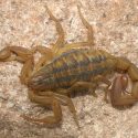 Centruroides_limpidus