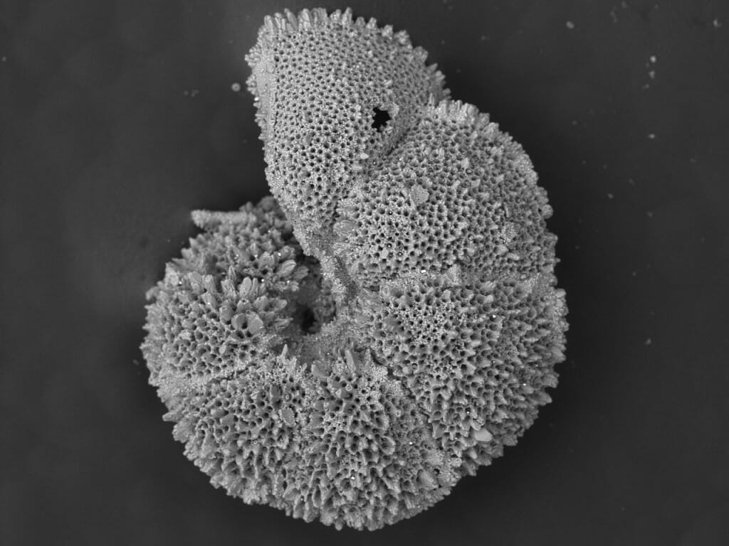 Microscopic image of foraminifera from species Morozovella allisonensis, resembling a spongy object curled like a shrimp