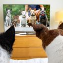 The heads of 2 dogs, seen from behind, watching several dogs on a small TV monitor