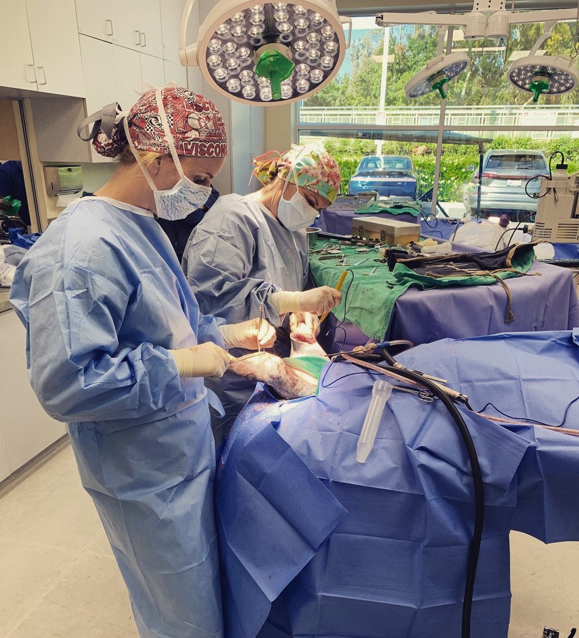 Two people in medical garb operate on an animal.