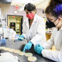 At left, Betül Kaçar, assistant professor of bacteriology, and graduate student Kaitlyn McGrath look at and discuss Petri dishes containing cultures of ancient DNA molecules in Kaçar’s research lab in the Microbial Sciences Building.