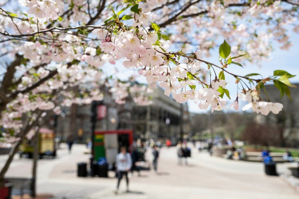 Closeup of in-focus tree branches with food carts and customers in soft focus in the background