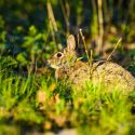 A rabbit listens between nibbles in the Grady Kettle Hole Forest at the UW–Madison Arboretum.