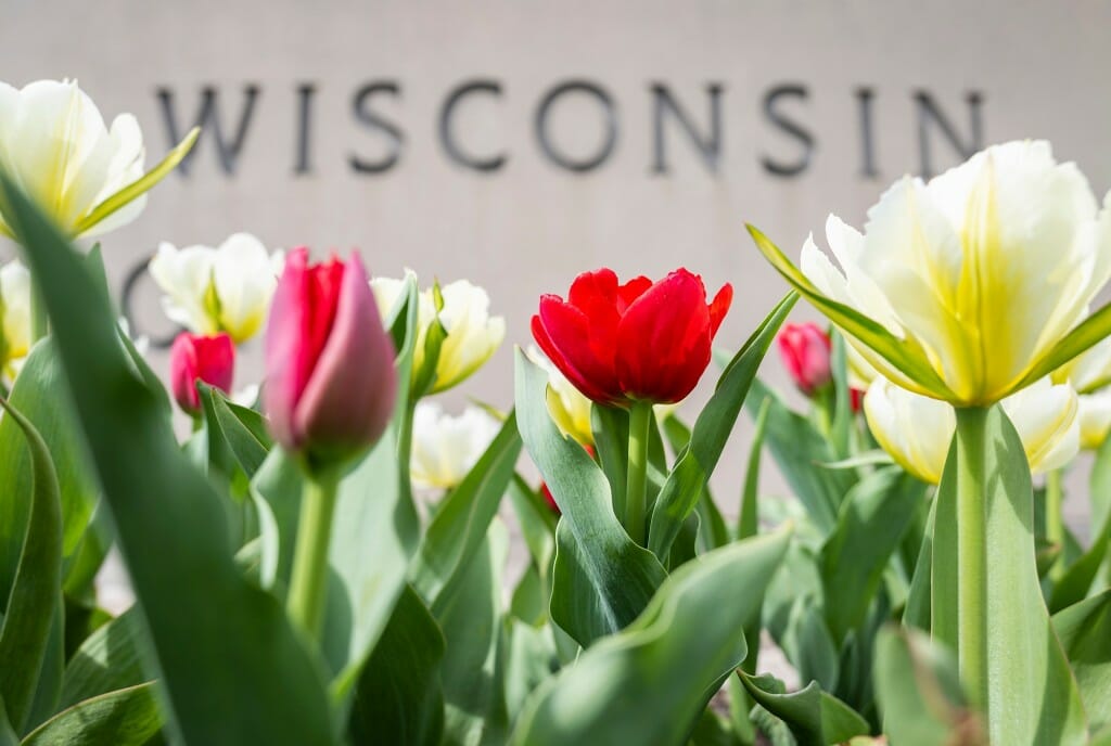 Red and yellow tulips blossom in a flower bed