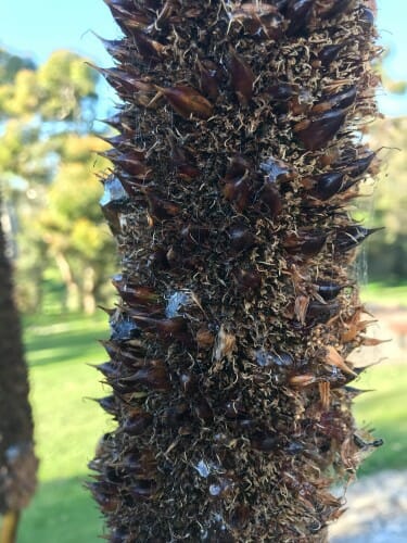 A tree trunk is covered with a grassy plant.