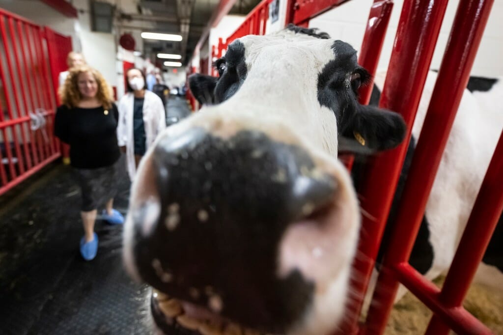 Extreme closeup of a cow with Mnookin in background