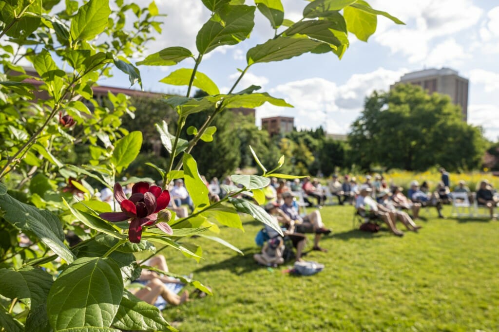 The allspice sweetshrub plant added a dash of color to the jazz concert.