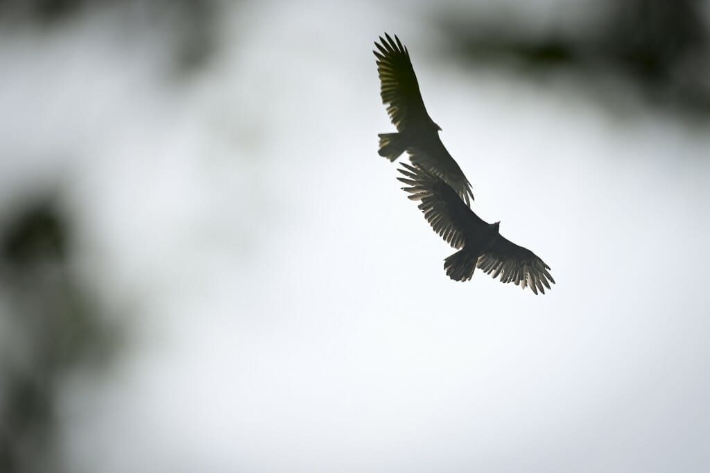 Two hawks circle in the sky