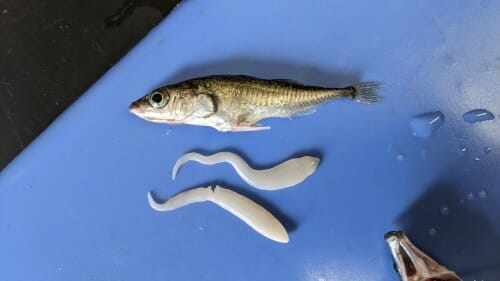 A fish lies next to two worms.