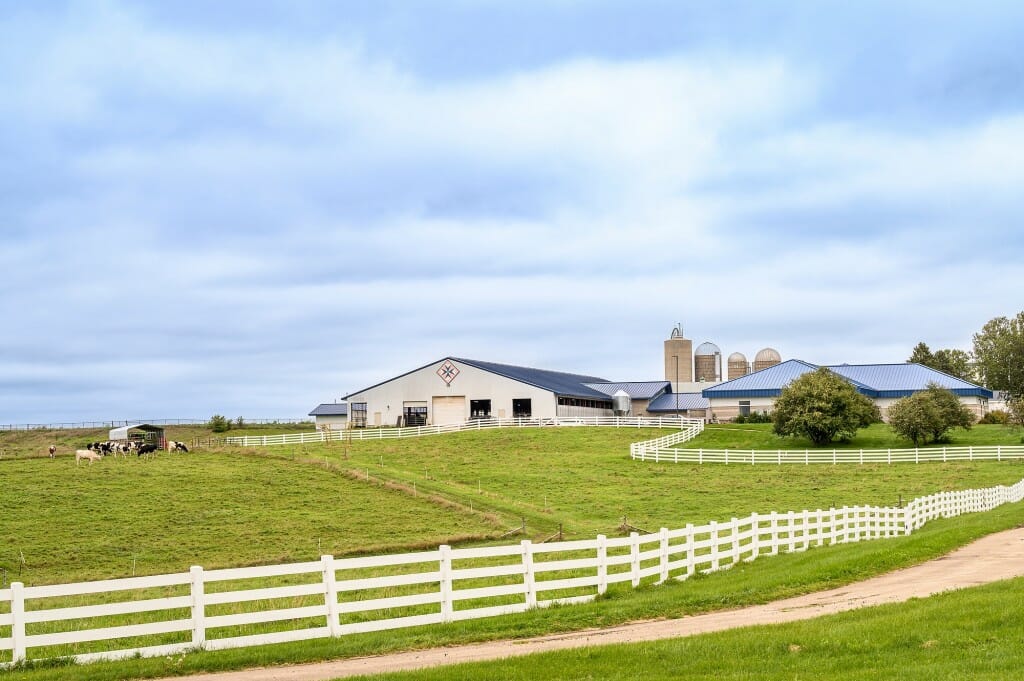 Holstein cattle graze in the pasture at Pioneer Farms.