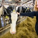 Chancellor Jennifer Mnookin greets a dairy cow as she tours the Dairy Innovation Hub at Pioneer Farms at UW–Platteville.