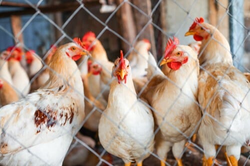 Chickens and roosters behind a metal net on a poultry farm close-up.