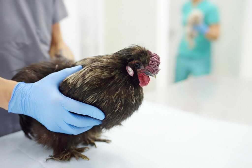 A chicken stands on a table in a clinical setting. Two gloved hands gently hold the chicken in place.