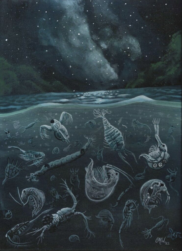 Some zooplankton — tiny swimming organisms that play an outsized role in the food webs of lakes — migrate daily up and down in the water column to find food and avoid predators. This painting, created by the artist during her residence at a UW–Madison limnological research station, depicts the migration of zooplankton species found in Escanaba Lake in Vilas County, Wisconsin.
Christina Weatherford,
science communications intern, Trout Lake Station
acrylic paint