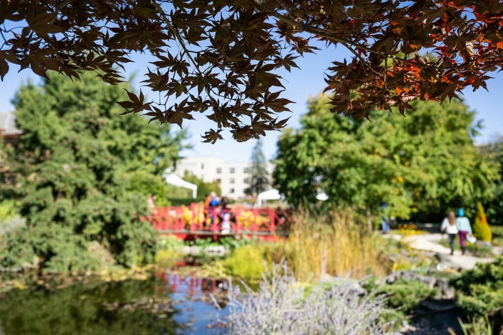 Shadowed Japanese maple tree leaves frame a view of the garden pond.