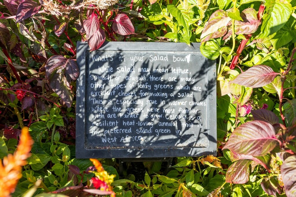 A sign details information about plants and produce featured in an Afro-Diasphoric garden at the Allen Centennial Garden.