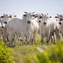 Some white-colored cattle graze in a grassy field.