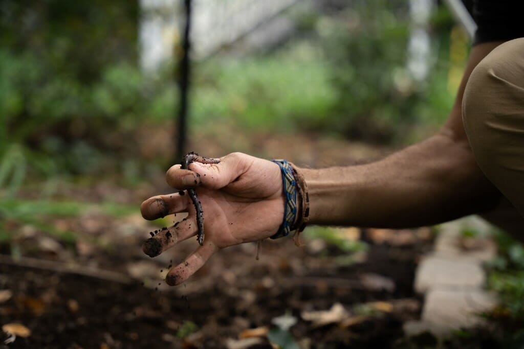 Closeup of a hand holding a jumping worm between thumb and index finger.