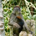 An adult red colobus monkey sits on a tree stump and looks upward while a juvenile clings to her chest and looks toward the camera.