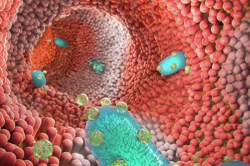 An illustration of modified probiotic bacteria inside the gut