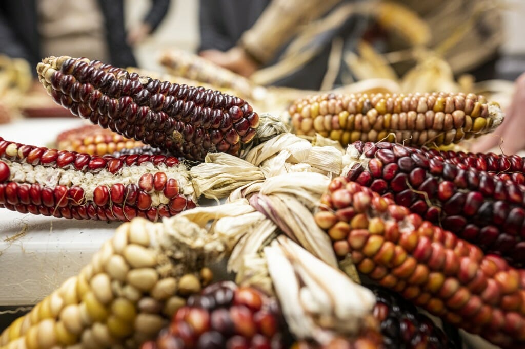 A close-up of braided corn.