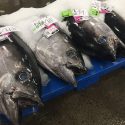 tuna_for_sale2