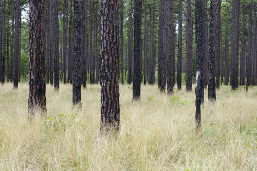 A longleaf pine understory dominated by wiregrass