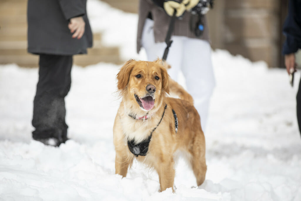 Lilo the dog has fun on a walk with his humans on Bascom Hill.