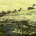 A mallard hen leads a line of six ducklings through a green sea of algae and duckweed.