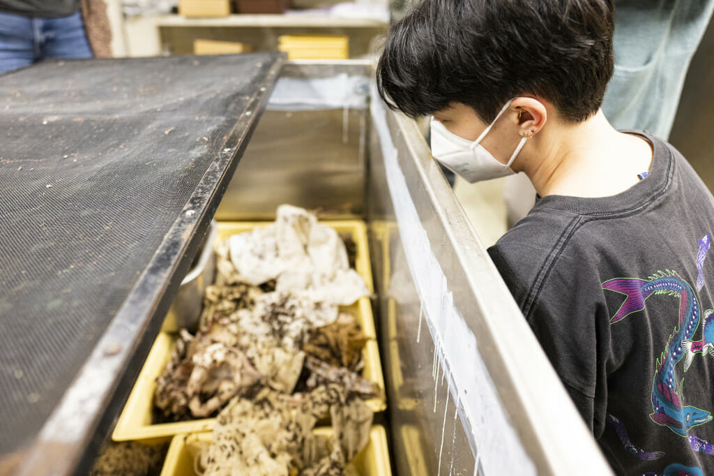 Imbler views a colony of dermestid beetles cleaning animal skeleton specimens inside of large stainless steel tanks in the Dermesterium.