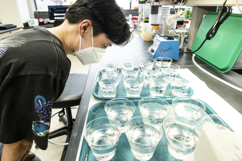 Imbler views bobtail squid specimens in the Mandel Lab in the Microbial Sciences Building.