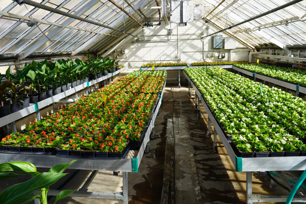 Plants lined up in a greenhouse.