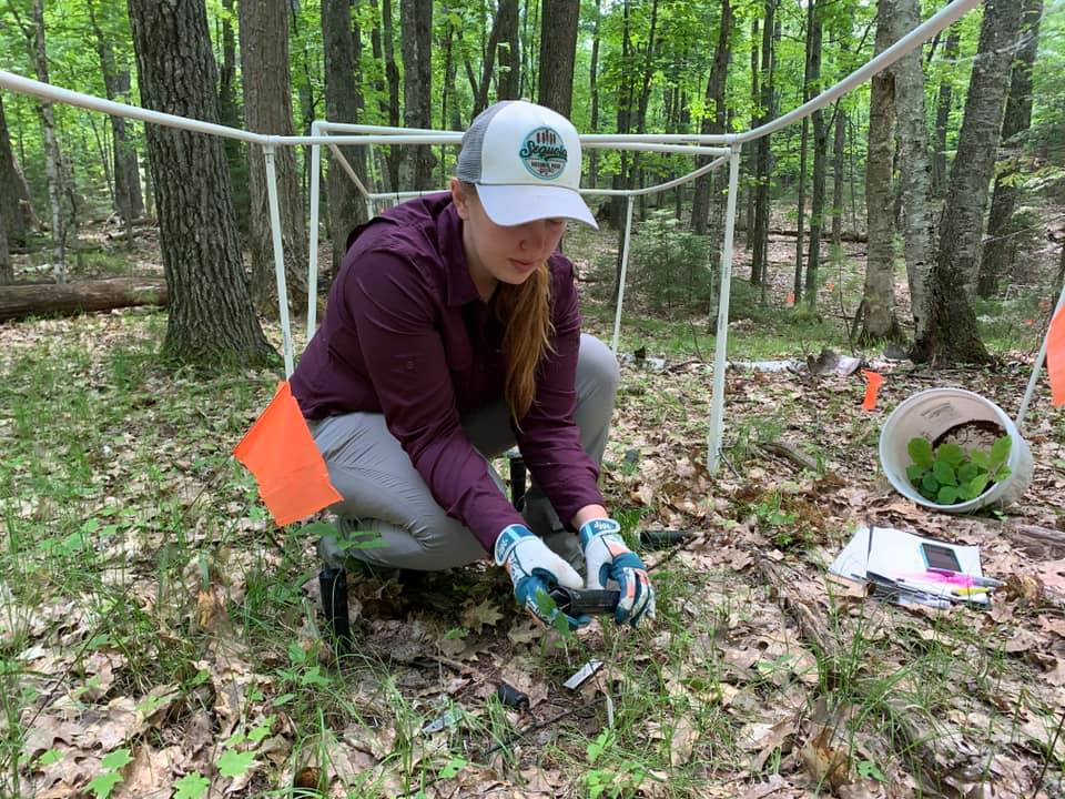 A woman plants a tree.