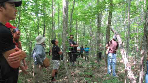 A group of people stand in a young forest in summer and look up into the tree canopy.