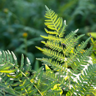 Fern leaves rise from the ground.