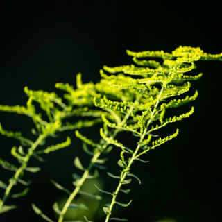 Yellow flowers against a black background.