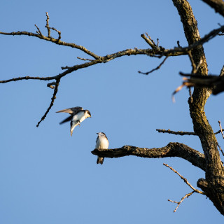 One bird is perched on a tree branch as another flies up.