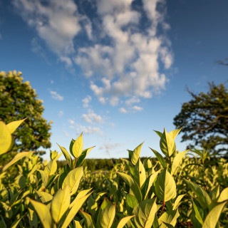 Leaves are shown beneath a blue sky with white clouds.