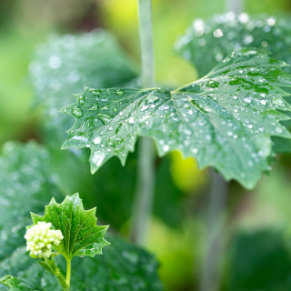 Water droplets on a green plant.