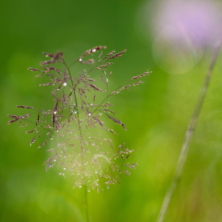 Drops of rain on a green leaf.