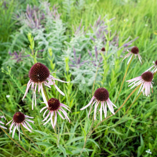 A purple plant blossoms.