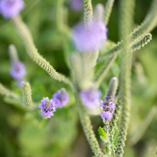 A purple flower with green leaves behind it.