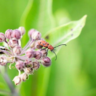 A red beetle stands on a purple blossom and eats.