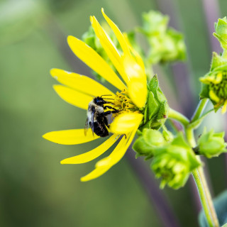 A bee feeds on a plant.