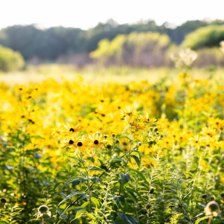 Yellow plants in a field.