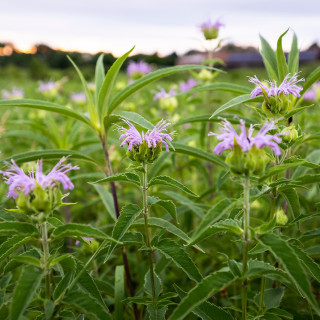 Pink flowers emerge from a thick grassland.